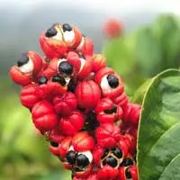 Guarana seed extract research on energy and focus used in Sugar Defender